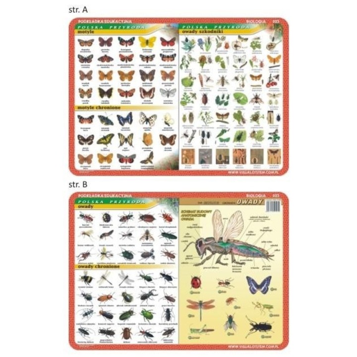 Set de 2 suporturi educationale, Visual System, Motile si insecte, 40x30 cm