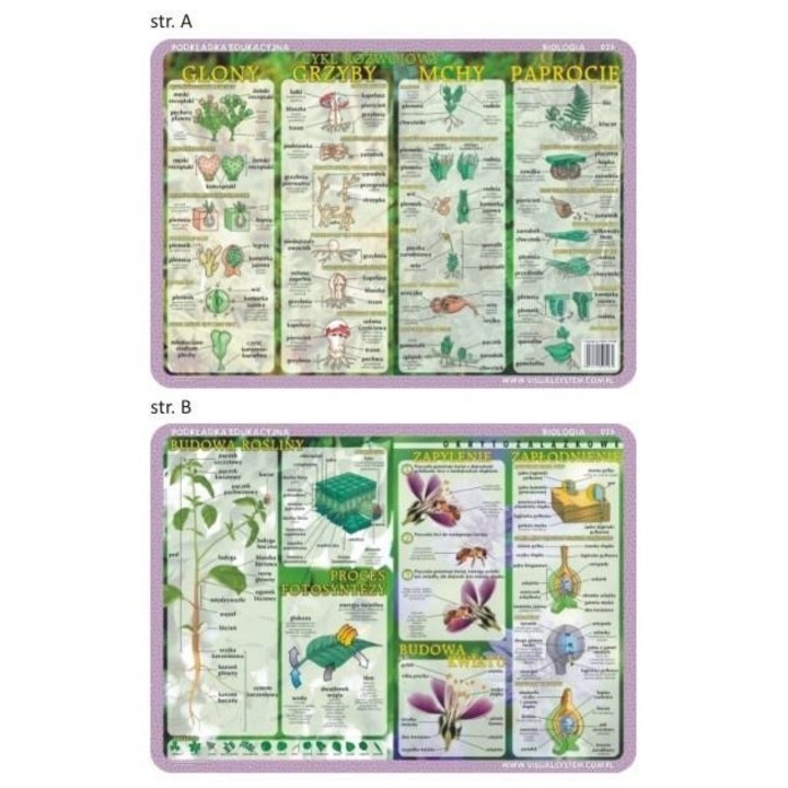 Placa educationala, Visual System, glont, ciuperci, 40x30 cm, set 2 piese