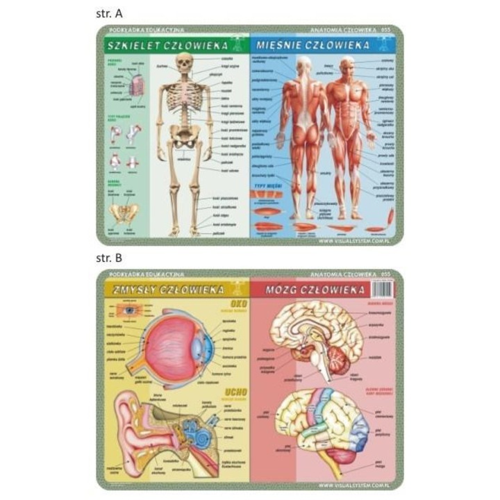 Joc educativ Visual System, Placa educationala Anatomia Corpului Uman, Schelet, Muschi, 55x40cm