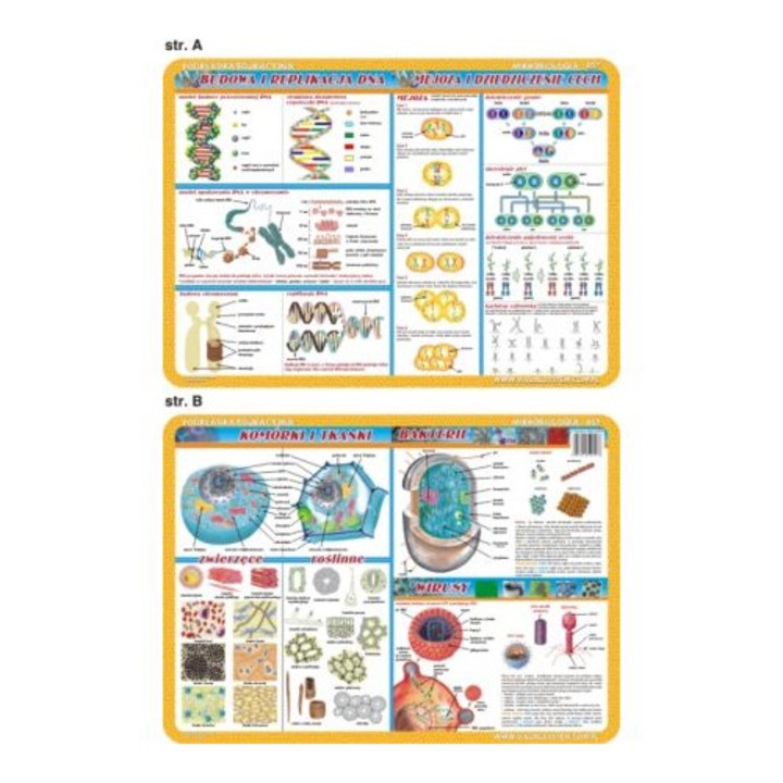 Joc educativ Visual System, Podkladka 057 Anatomia Omului, multicolor, 30x45cm