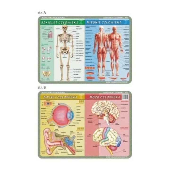 Covoras educational Visual System, muschi, simturi, 55x40cm