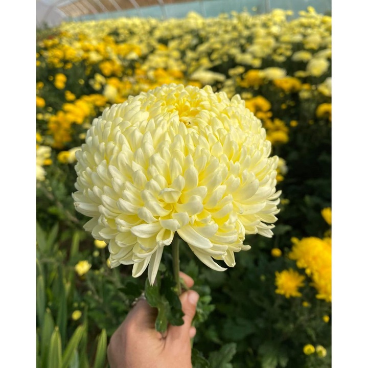 Radacina crizantema, set 5 buc, sanatoasa, viguros, crem