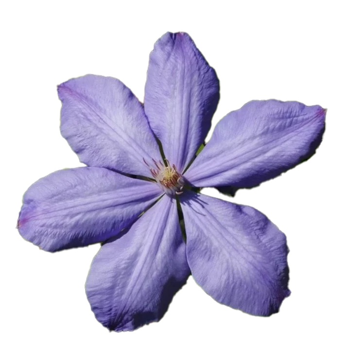 Butas Clematis Mrs Cholmondeley, M.KJ. Wędrowscy, 2L, flori mari, albastre