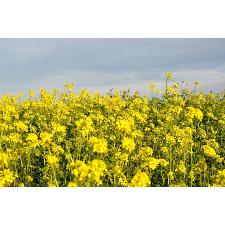 Seminte Mustar alb, onomeus, 1kg, florile galbene, perioada inflorire mai