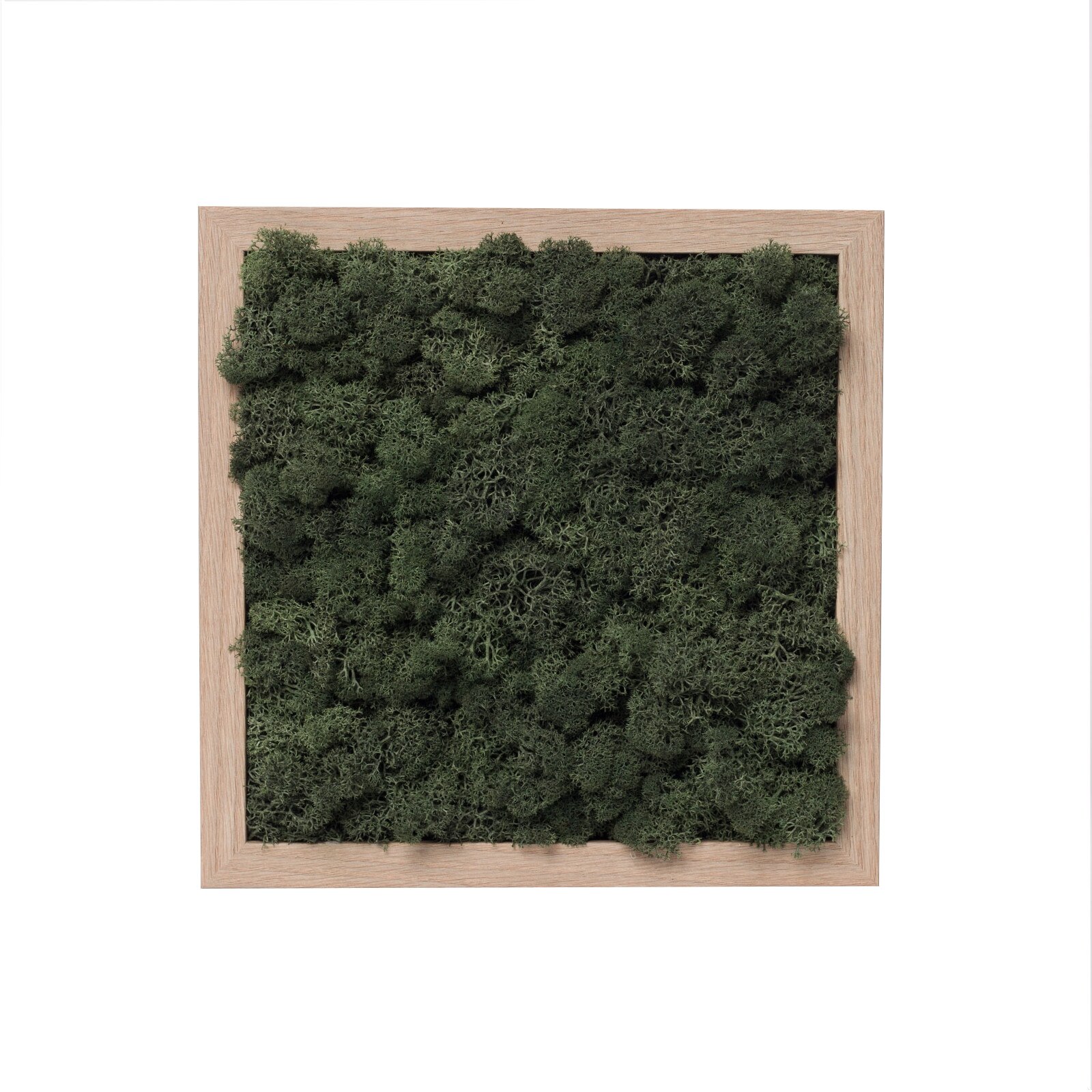 Tablou Licheni decorativi verde inchis, ArtaVerde, 19x23, rama lemn