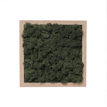 Tablou Licheni decorativi verde inchis, ArtaVerde, 19x23, rama lemn Tablou Licheni decorativi verde inchis, ArtaVerde, 19x23, rama lemn