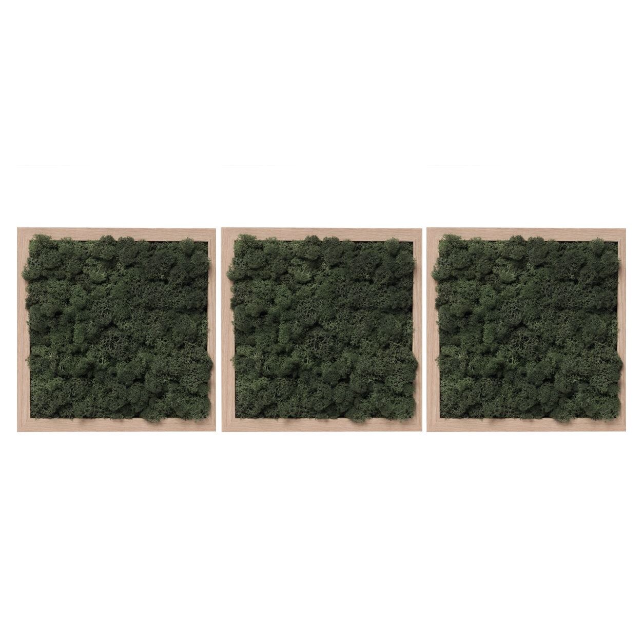 Set 3 tablouri licheni decorativi verde inchis, 3x19x23, lemn natur