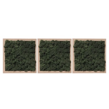 Set 3 tablouri licheni decorativi verde inchis, 3x19x23, lemn natur Set 3 tablouri licheni decorativi verde inchis, 3x19x23, lemn natur