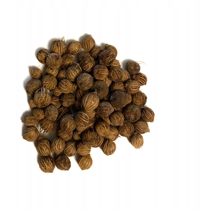 Seminte Palmier Feniks Archontophoenix Alexandrae, 50 Bucati, Crestere Rapida, Frunze Penate, Maro