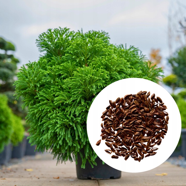 Seminte Cryptomeria Japonica, 50 Bucati, Arbore Exotic Conifer Pentru Gradina, Crestere Rapida Pana La 20 M, Ace Verzi Dens Persistente, Rezistenta La Inghet, Forma Conica Decorativa, Maro