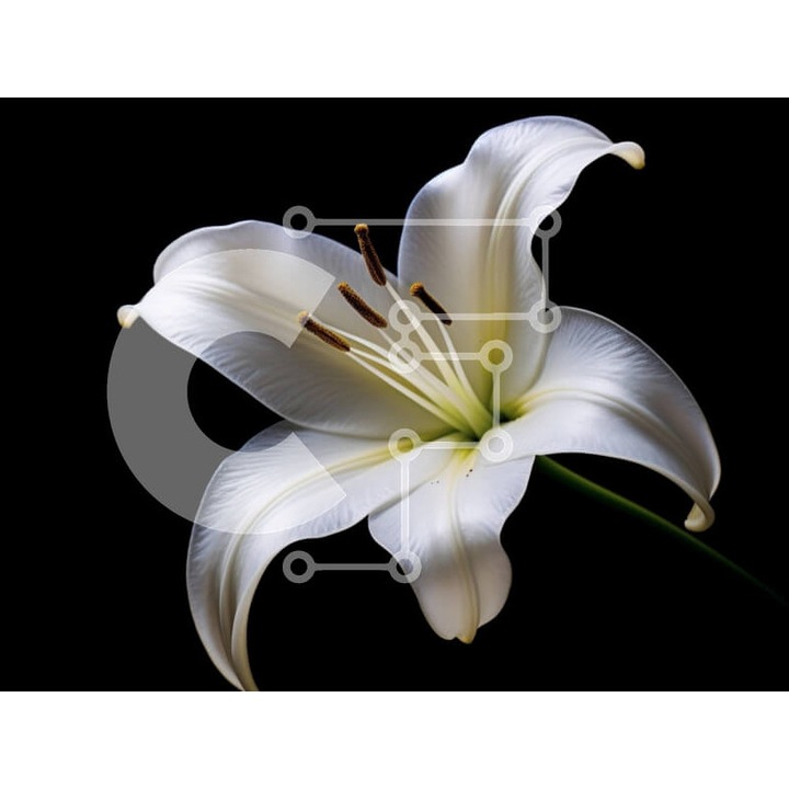 Puzzle din lemn Intrahome, lalea alba pe fundal negru, 10x10 cm, 25 piese, set in cutie de lemn wenge