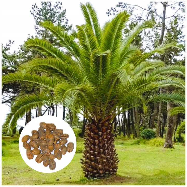 Seminte Palmier Canareze, Phoenix Canariensis, 50 Bucati, Palmier Exotic Pentru Casa, Gradina Si Sera, Crestere Lenta, Usor De Ingrijit, Planta Decorativa Pana La 12 M, Maro