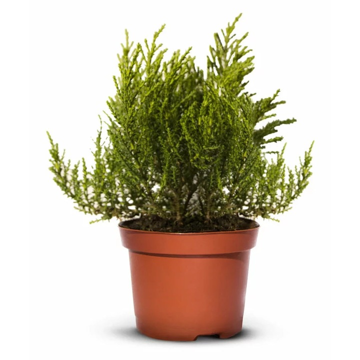 Arbust Iglaco, Hebe imbricata, verde intens, 0.2-0.3m, set 15 bucati