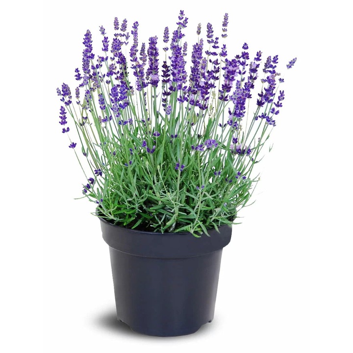 Set 12 puieti de lavanda, Iglaco, 7-15 cm