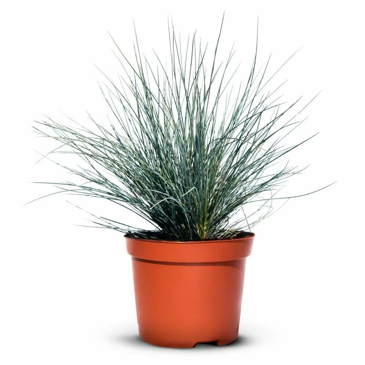 Iarba onamentala, Iglaco, 30 Bucati, 10-15cm