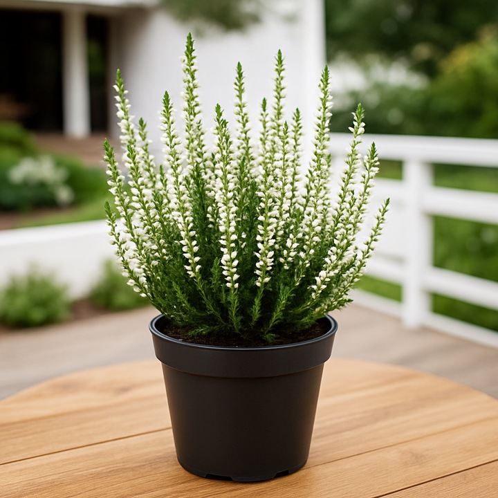 Rasad Calluna in ghiveci, IGLACO, alb, 0.5 l