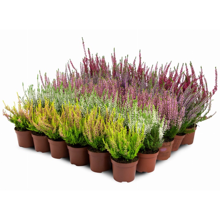 Rasad Calluna in ghiveci, IGLACO, 5 varietati, set 30 bucati