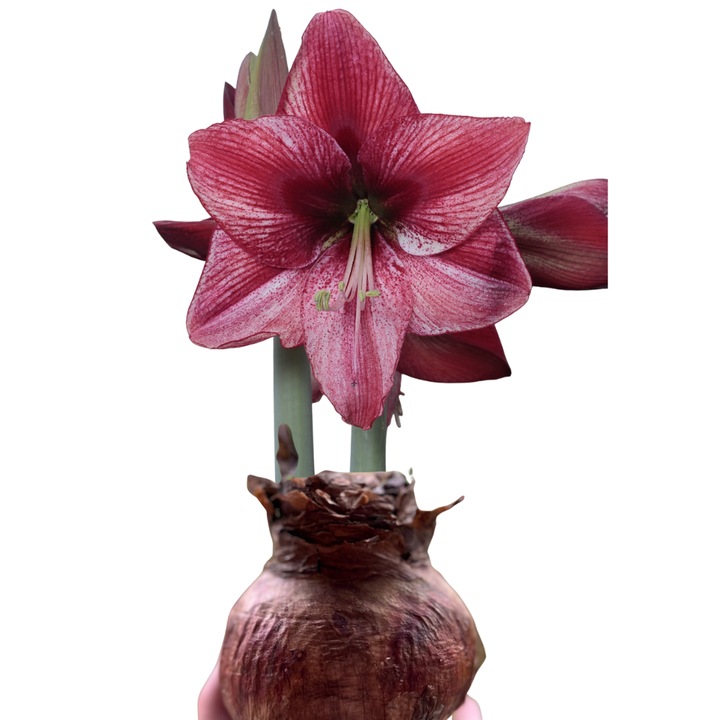 Bulb Amaryllis Revelation, Miracle Garden, flori mari, 28/30cm