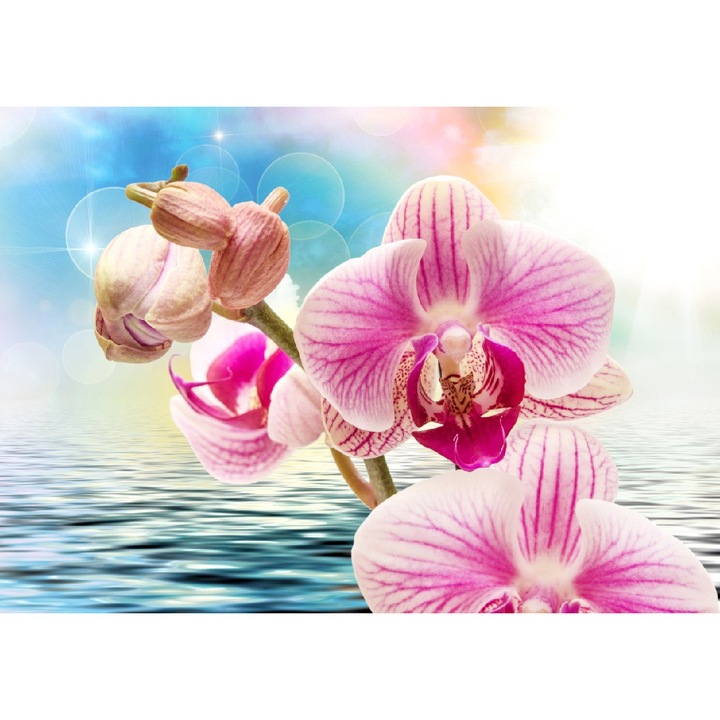 Vászon festmény, MEDIA, Rózsaszín orchidea vízen, 75 x 50 cm