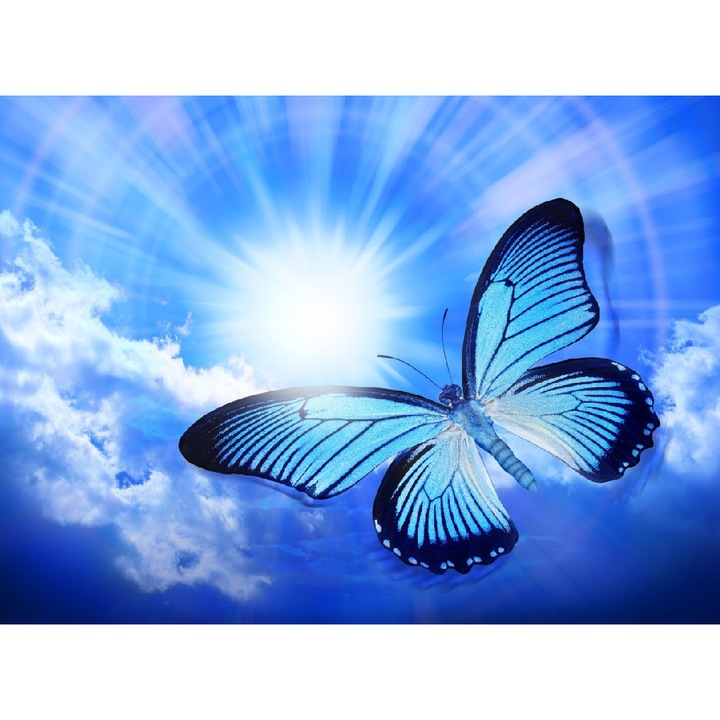Tablou canvas, MEDIA, Fluture albastru, 45 x 30 cm