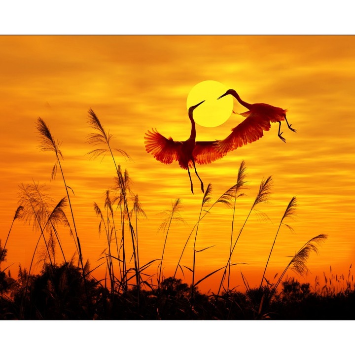 Tablou canvas, MEDIA, Dansul cocorilor, 60 x 40 cm