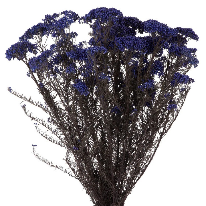 Foliaj natural stabilizat Floare de Orez Diosmi, Albastru, 50 cm, Verdissimo