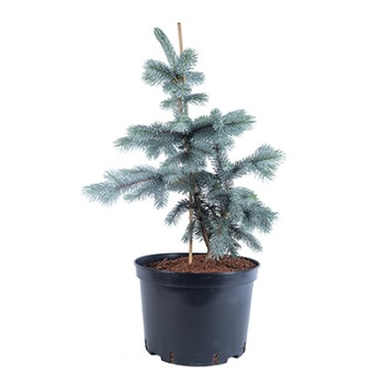 Brad argintiu altoit - Picea Pungens Hoopsii 80 -100 cm - cea mai intensa nuanta de argintiu Brad argintiu altoit - Picea Pungens Hoopsii 80 -100 cm - cea mai intensa nuanta de argintiu