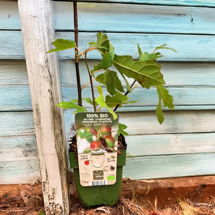 Smochin pitic- Little Miss Figgy -100% Bio-Bee friendly