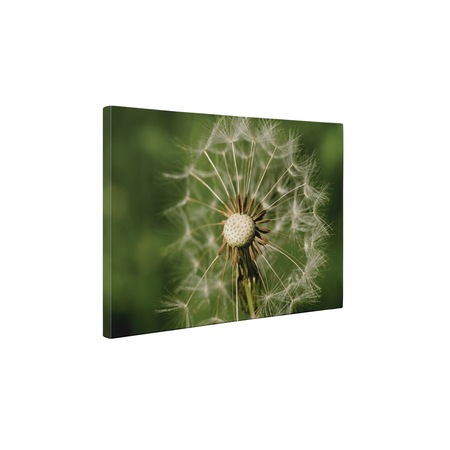 Papadie Uscata Tablou Canvas 35x45 Cm Emag Ro