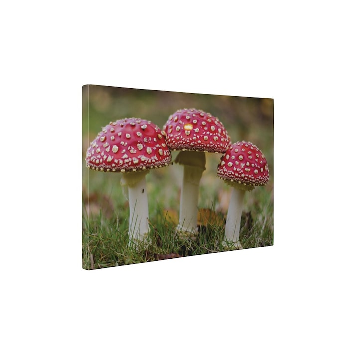 Amanita muscaria - Tablou Canvas - 80x105 cm