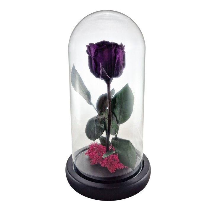 Cupola de sticla cu trandafir criogenat Mov, coada criogenata si licheni Roz Magenta – 25 x 12 cm – FloraVellé