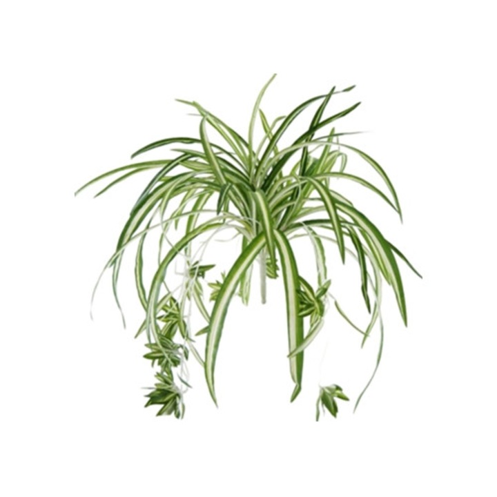 Ramo de plante artificiale, 60cm, clorofito, decorare perete