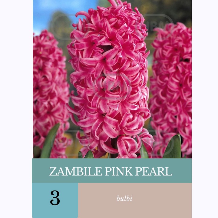 Луковици зюмбюл Pink Pearl, 3 луковици