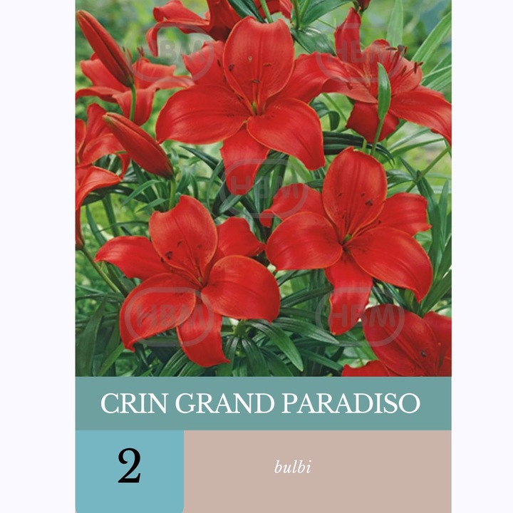 Bulbi de crin Grand Paradiso, Holland Bulb Market, Rosu