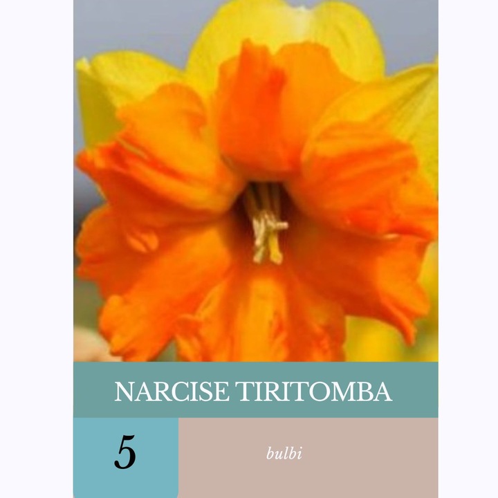 Bulbi de narcise Tiritomba, 5 bulbi