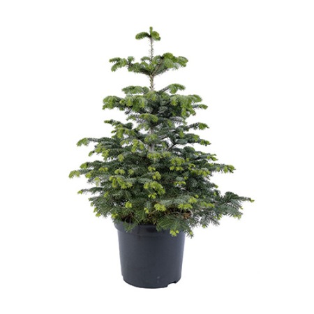 Brad Abies Nordmanniana Calitate Premium 100 125 Cm Emag Ro