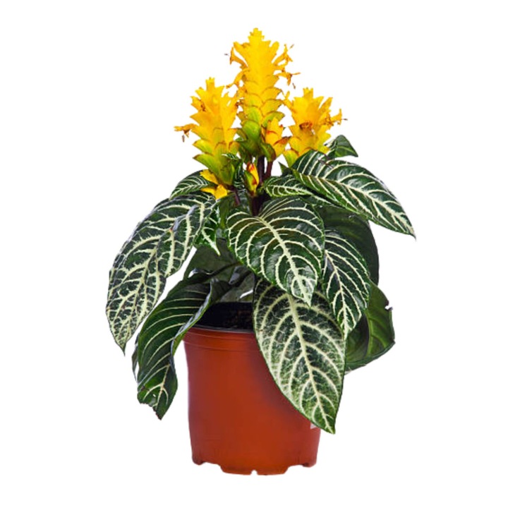 Planta zebra, Serafina, Aphelandra squarrosa, H 35 cm, frunze verzi cu nervuri albe, flori galbene
