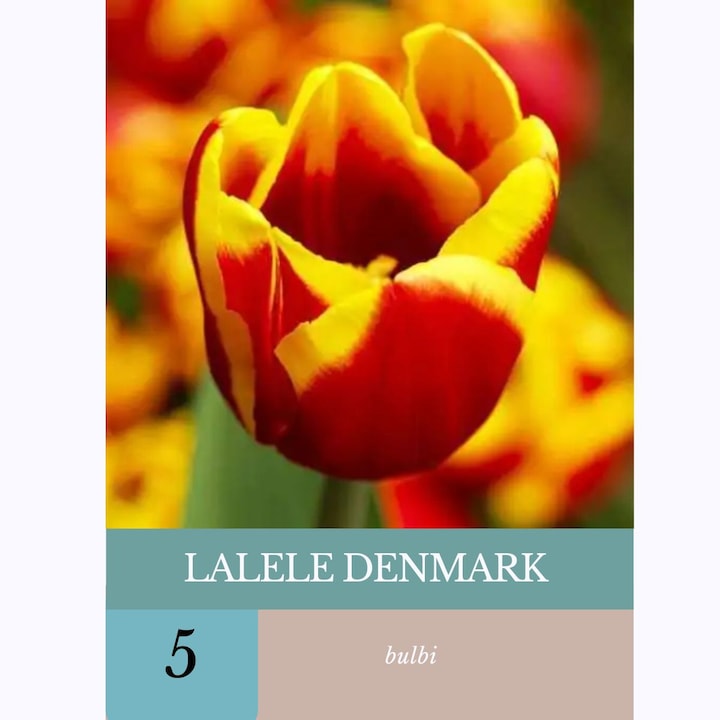 Bulbi de lalele Denmark, 5 bulbi