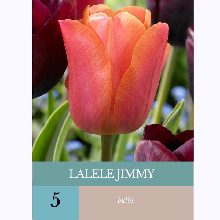Bulbi de lalele Jimmy, 5 bulbi