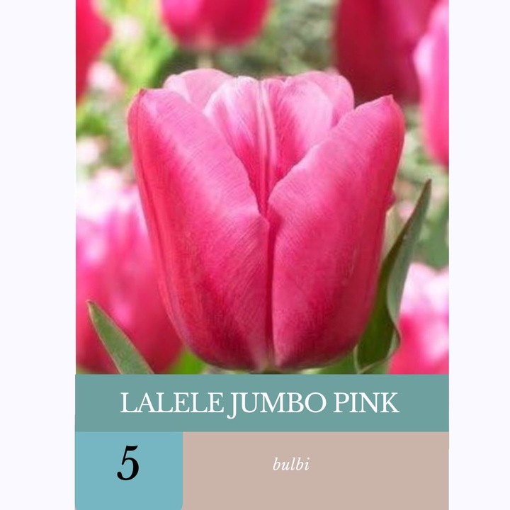 Bulbi de lalele Jumbo Pink, 5 bulbi