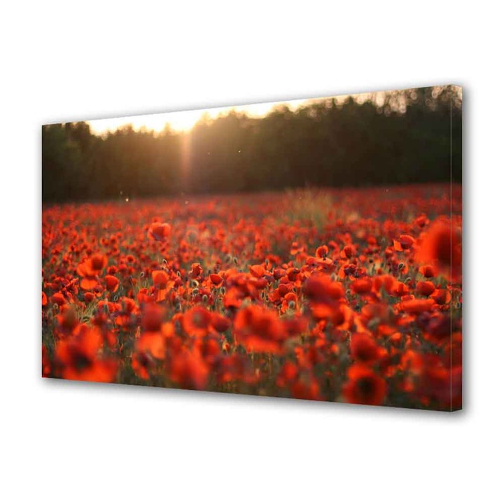 Tablou VarioView MoonLight Fosforescent Luminos in intuneric Peisaje Camp de maci 20 x 30 cm