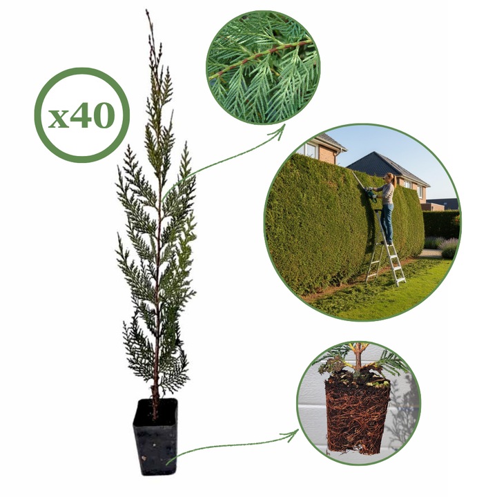 Set de 40 plante in ghiveci 60-70 cm Chiparos Leylandii, Salestore.ro®, gard viu, Conifere de talie mare, Ritm crestere moderat-rapid, set butasi, Verde