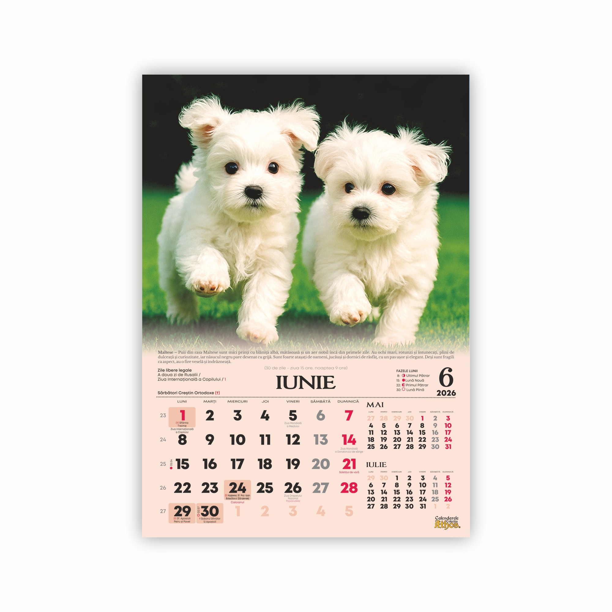 Calendar de perete 2026, Catelusi frati blanosi, 13 file, 33x47cm - eMAG.ro