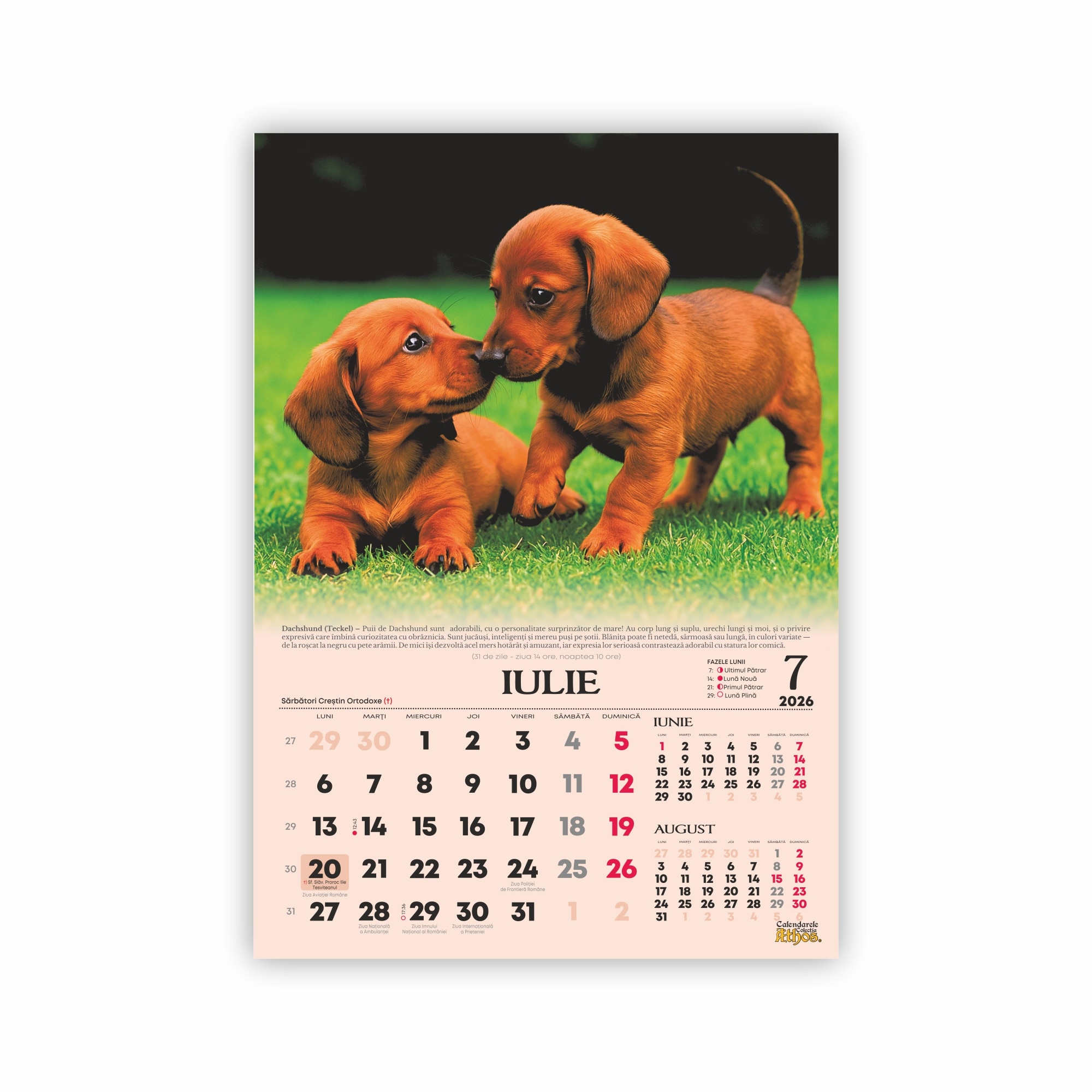 Calendar de perete 2026, Catelusi frati blanosi, 13 file, 33x47cm - eMAG.ro