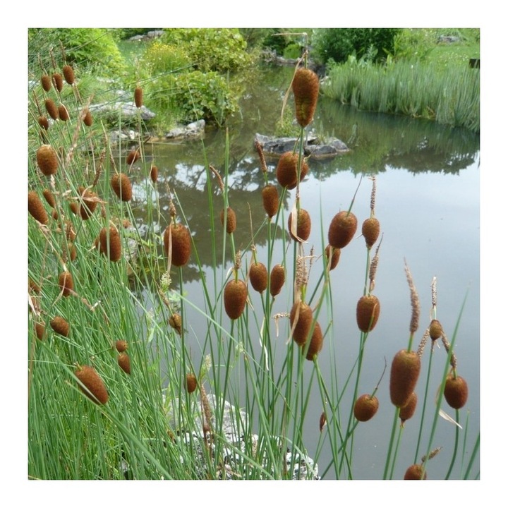 Plante iaz - Papura pitica