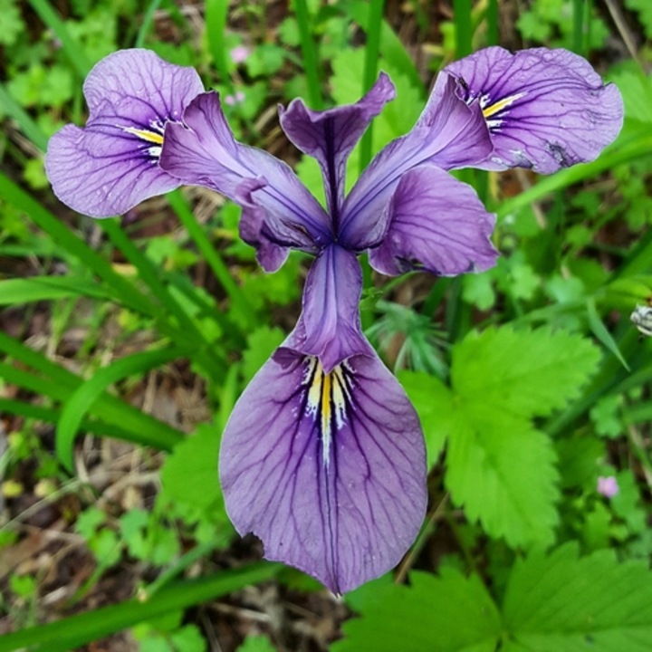 Plante Iaz - Irisi Mov (Iris violipurpurea)