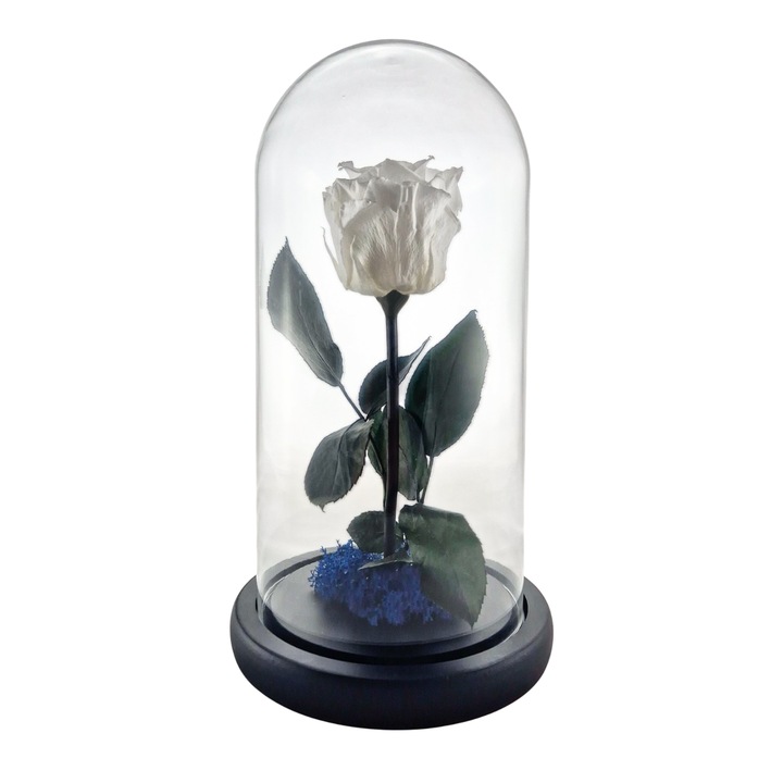 Cupola de sticla cu trandafir criogenat Alb, coada criogenata si licheni Albastru – 25 x 12 cm – FloraVellé