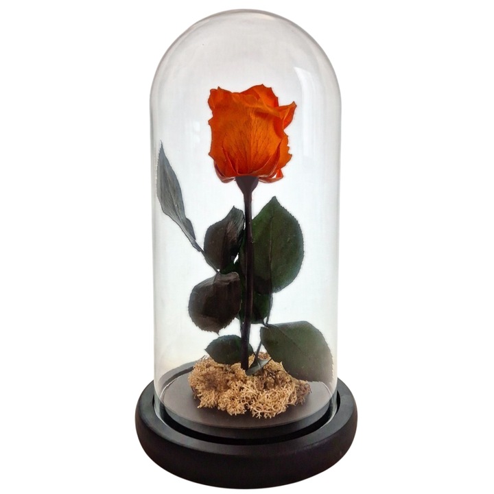 Cupola de sticla cu trandafir criogenat Portocaliu, coada criogenata si licheni alb natural – 25 x 12 cm – FloraVellé