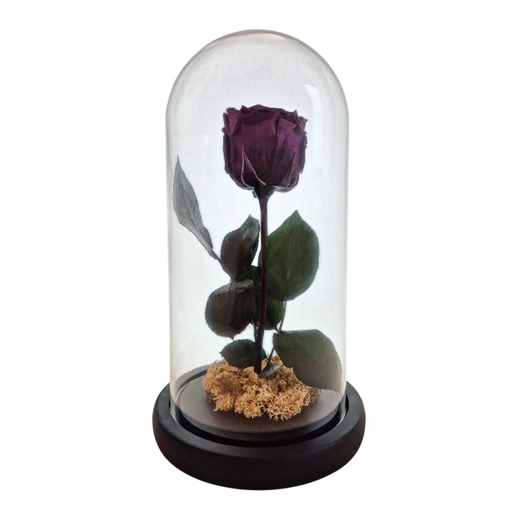 Cupola de sticla cu trandafir criogenat Mov, coada criogenata si licheni alb natural – 25 x 12 cm – FloraVellé