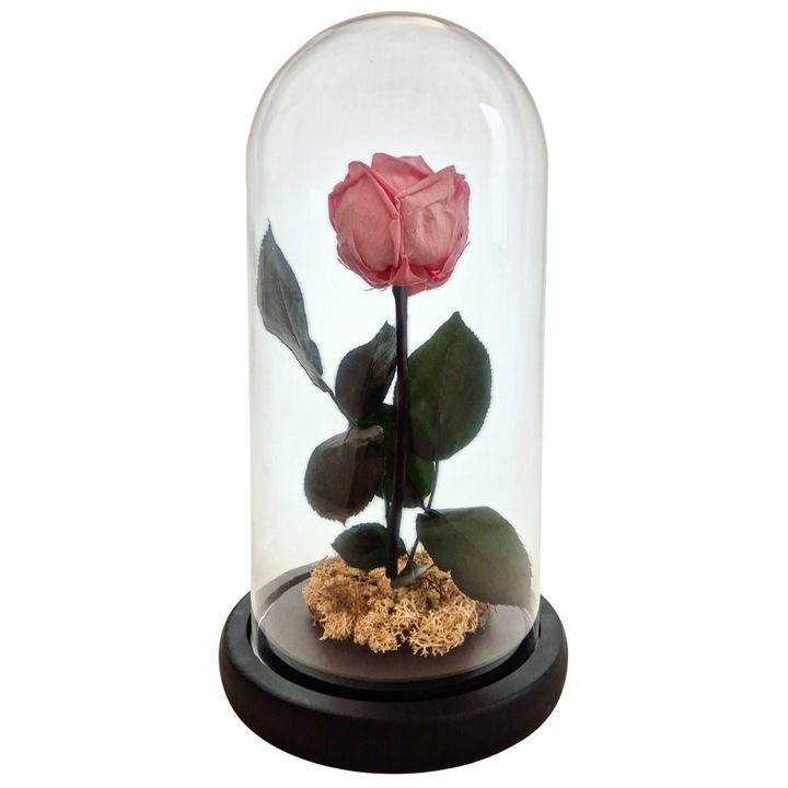 Cupola de sticla cu trandafir de Gradina criogenat Roz Pastel, coada criogenata si licheni alb natural – 25 x 12 cm – FloraVellé